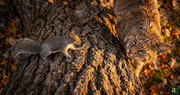 Squirrel Outwits a Bobcat in a Wild Backyard Standoff