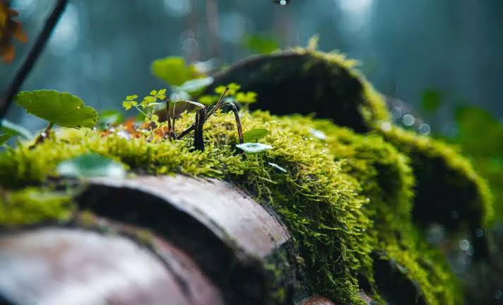 Scientists Glued Moss to the Outside of the ISS for 286 Days, And It Survived