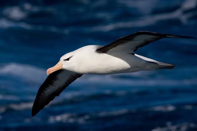 Birds Never Evolved ‘Perfect’ Wings, Study Finds