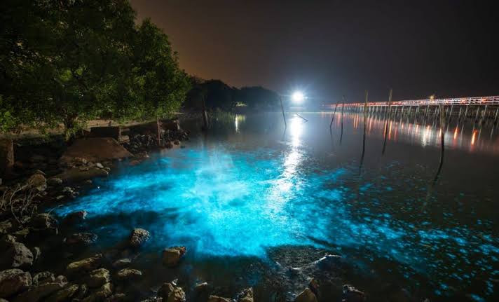 This Tiny Algae Could Light Up Deep-Sea Robots, Concert Venues, and Your Home