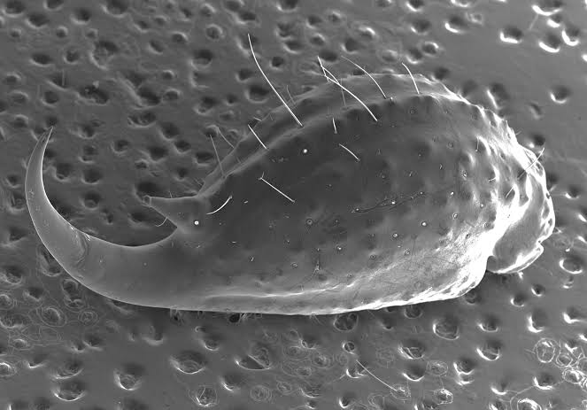 Scorpions' weapons are fortified with metal to suit their needs, research shows