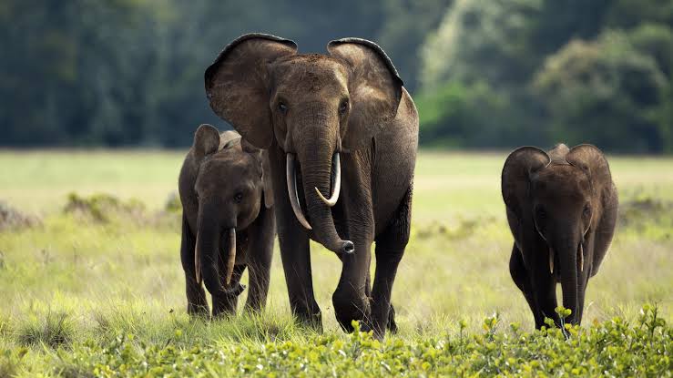 African Elephants May Be Using Farm Crops As Medicine