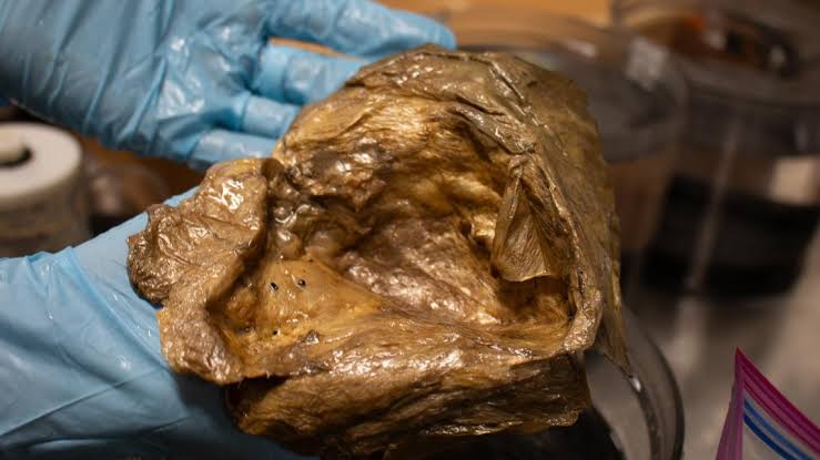 Ocean mystery solved: Scientists identify 'golden orb' found in deep-sea exploration