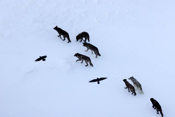 Ravens Don’t Follow Wolves, They Predict Them
