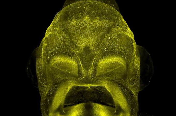 Shark face study uncovers 400-million-year-old blueprint shared across jawed vertebrates