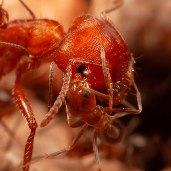 In Arizona's desert, tiny ants turn into living hygienists, climbing inside bigger ants' mandibles and cleaning them