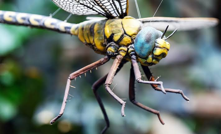 Earth's first insects were massive, some having wingspans over two feet long, and scientists aren't sure why