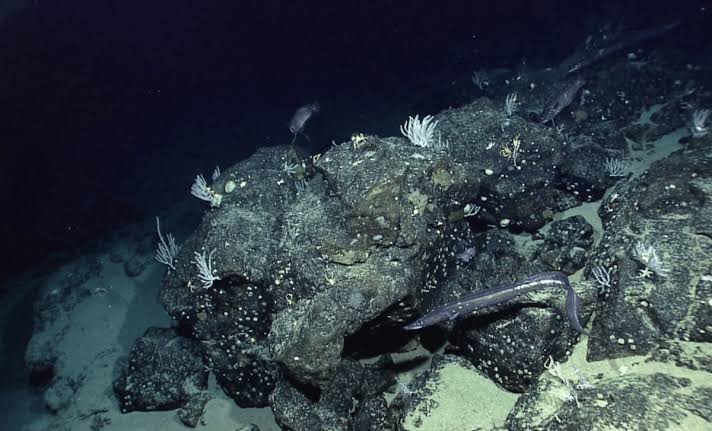 NASA Just Mapped Earth’s Seafloor From Space, and Made a Discovery Scientists Didn’t See Coming