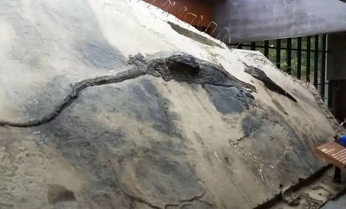Scientists Discover a 240-Million-Year-Old Giant Reptile Fossil Inside a 5-Meter Marine Predator