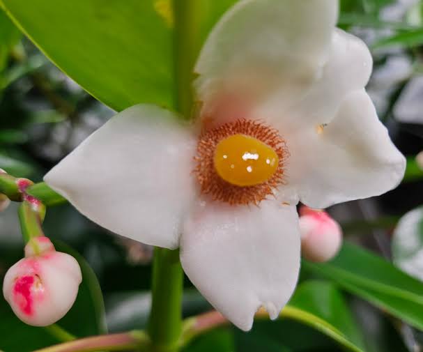 Unraveling the evolution of an extraordinary photosynthesis in a tropical tree species