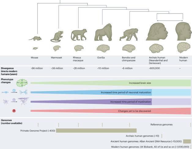 Genomic approaches for understanding the evolution of the human brain