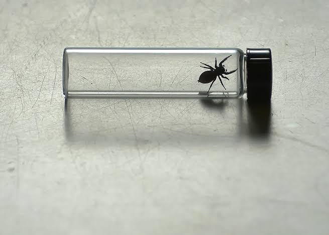 Two spiders were sent to the International Space Station. Scientists were surprised to see what happened next