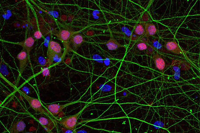 Scientists develop 'light switch' for the love hormone