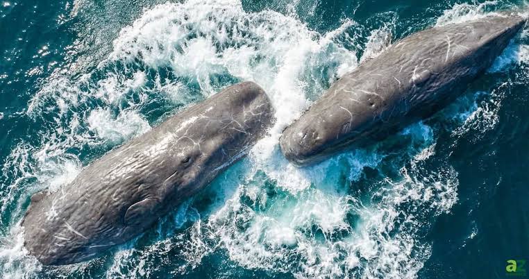 Scientists Finally Catch Sperm Whales Headbutting on Camera