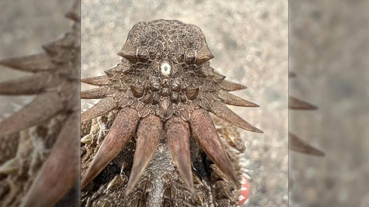 The shocking origin of human eyes traces back to an ancient “cyclops”