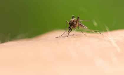 Scientists Confirm the Impossible: Mosquitoes Have Finally Reached One of the Last Mosquito-Free Countries on Earth