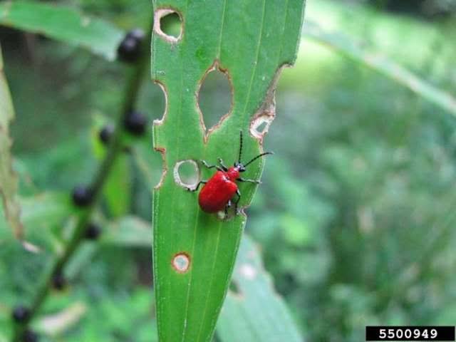 This invasive beetle is spreading across Michigan -- what to know, how to spot it