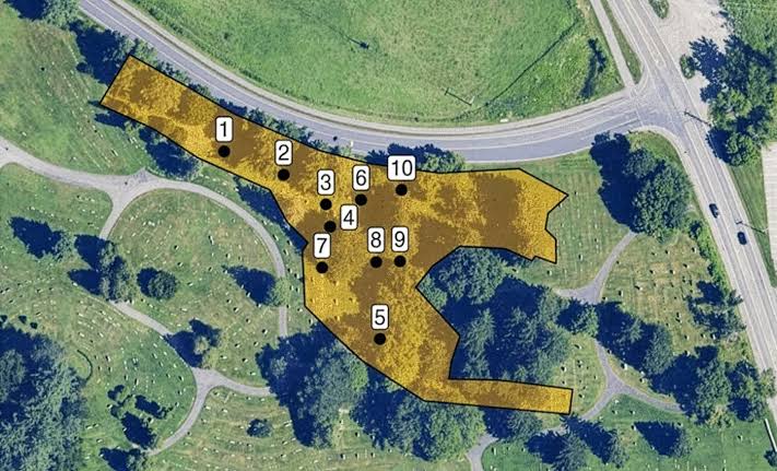 Largest-known underground colony contains millions of ground-nesting bees