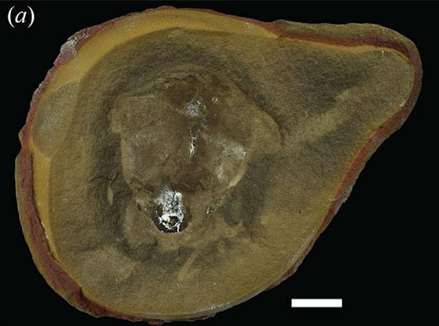 Scientists Baffled After World Guinness ‘Oldest’ Octopus Turns Out To Not Be An Octopus At All
