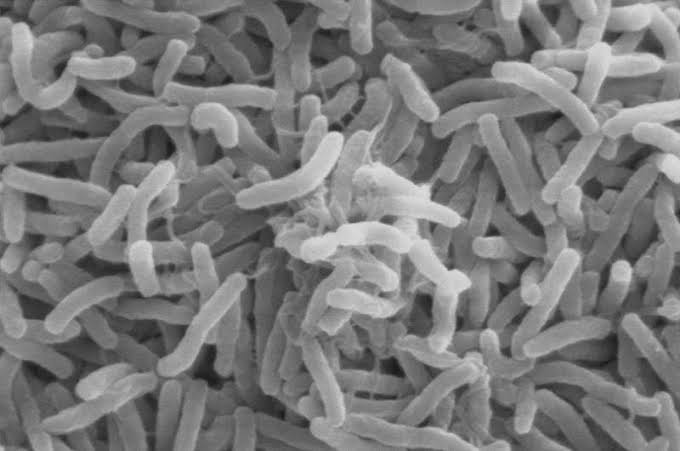 This life‑threatening bacterium's hidden motor just gave medicine an unexpected opening to fight back