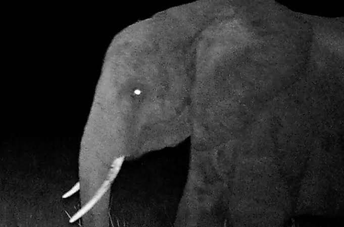 Genetics link Angola's 'ghost elephants' to populations hundreds of miles away