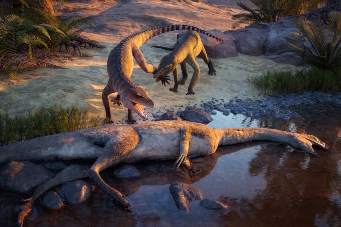 Museum Fossil Reveals Triassic Crocodile Cousin with Powerful Jaws