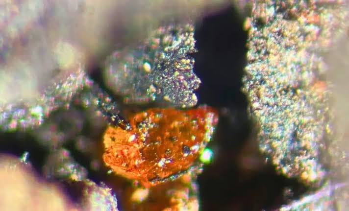 Scientists Discover Amber Beneath Antarctic Ice, Revealing the Continent Once Hosted Vast Forests