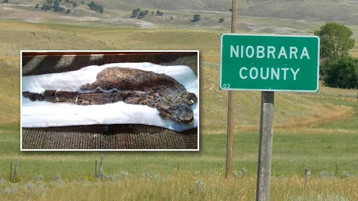 Scientists Keep Location Of Prehistoric Squid Found In Eastern Wyoming A Secret