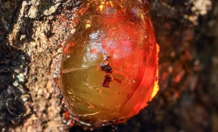 Scientists Found a Tiny Insect Trapped in Amber Since the Dinosaur Era With a Weird Feature