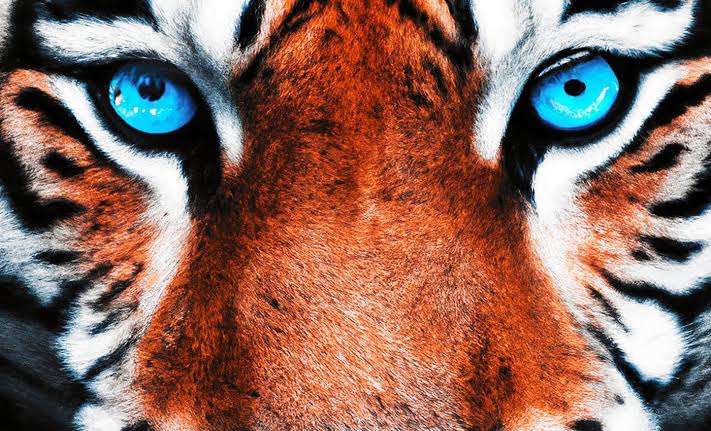 High-tech 'animal vision' camera shows humans a world of colors we've never seen