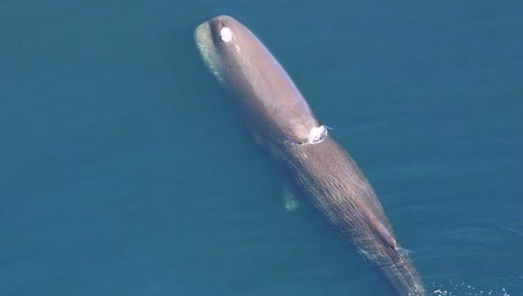 CETI / SETI: The Phonology Of Sperm Whale Coda Vowels