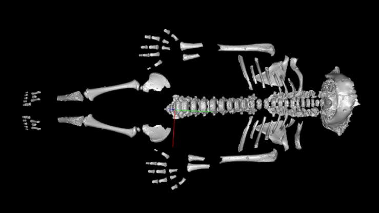 Neanderthal toddlers grew faster than modern humans, probably because of the harsh environment they evolved in