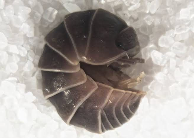 Streetlights trigger bizarre 'death spirals' in thousands of isopods, scientists find