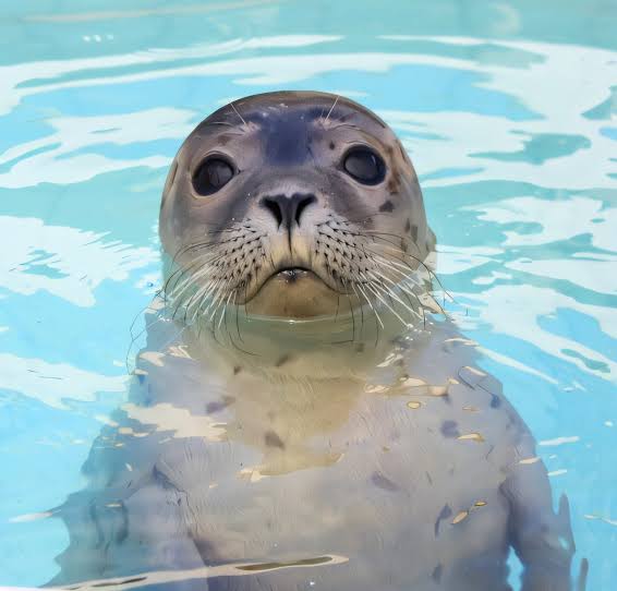 Seals use whisker movement to follow underwater trails—an approach that could improve robotic sensing