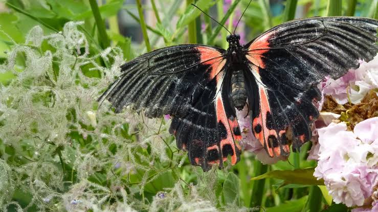 Evolution isn’t random. Scientists find the same genes used for 120 million years