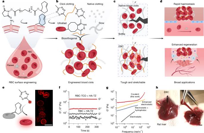 Engineering tough blood clots for rapid haemostasis and enhanced regeneration