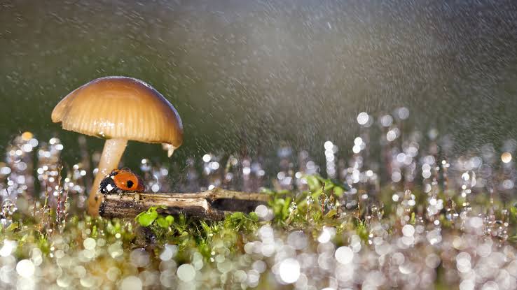 Some fungi can influence the weather — and now we know how they do it