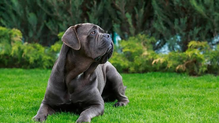 This Massive Cane Corso Only Wants One Thing At Target — Hugs From His Favorite Cashier