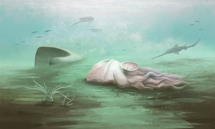 This Record-Breaking Octopus Fossil Isn’t an Octopus After All