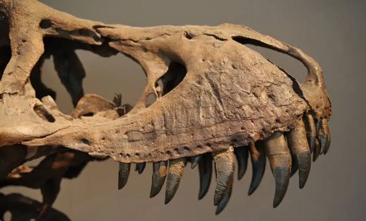 A Scientist Says Humans Were Designed to Live Much Longer If Dinosaurs Had Never Ruled Earth