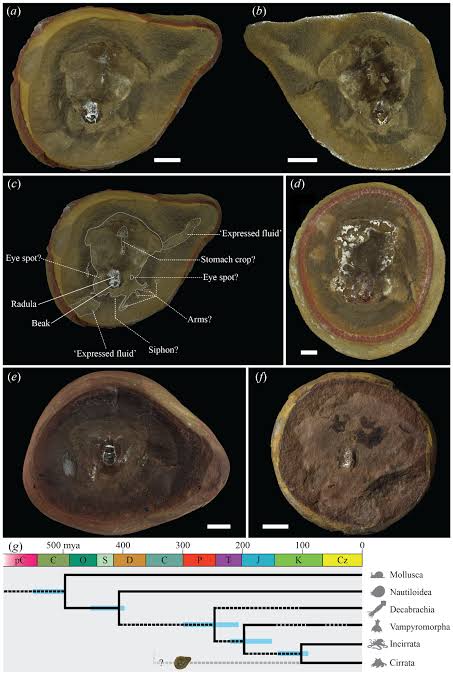 'Oldest octopus' fossil is no octopus at all, scans reveal