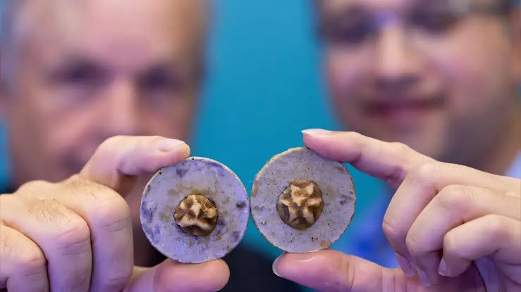 Alkaline cement tiles boost baby coral survival from 12% to 52%