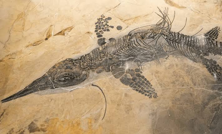 Microbes Found Inside a 183-Million-Year-Old Ichthyosaur Turned Its Bones Into a Stunning 3D Fossil
