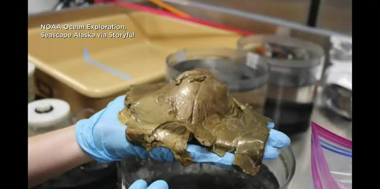 Identity of ‘Golden Orb’ found in waters off Alaskan coast revealed