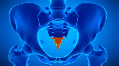 Why Do Humans Have A Tailbone? An Evolutionary Biologist Explains Why We Never Lost It
