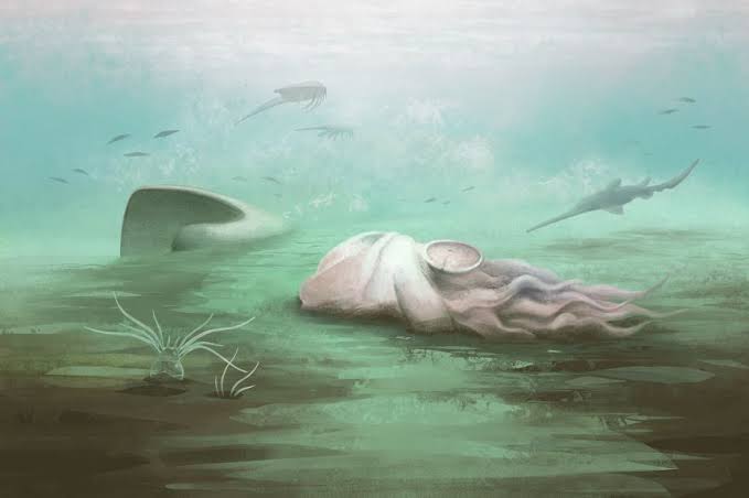 The ‘oldest octopus’ in the world isn’t an octopus after all, scientists find