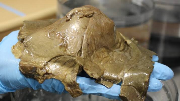 Golden Blob, a Mystery From the Deep Sea, Is Identified