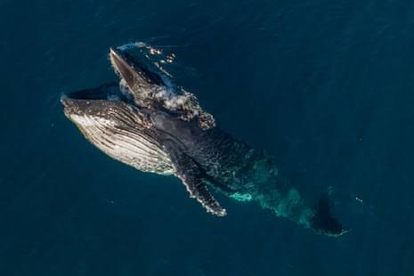 Pirouetting and gaping: mysterious whale behaviour documented as humpback migration begins