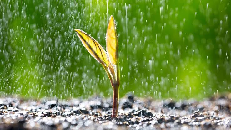 Plant Seeds Do Something Incredible When The Sound of Rain Strikes