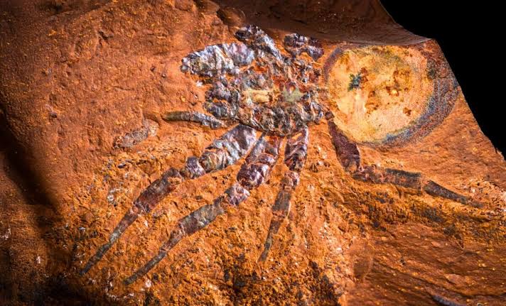 Scientists Found Perfect Fossils With Every Hair Intact Buried Under a Farm. Inside Them, a Rainforest That Shouldn't Exist